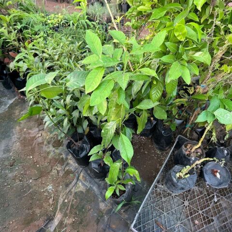 Black Sapote (Tüplü Çikolata Meyvesi) Fidanı