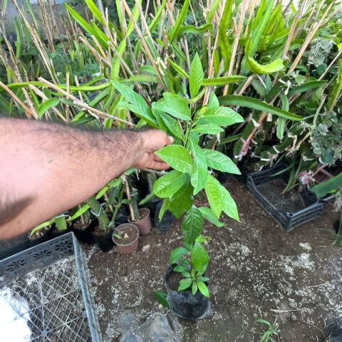 Black Sapote (Tüplü Çikolata Meyvesi) Fidanı