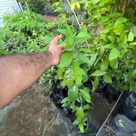 Black Sapote (Tüplü Çikolata Meyvesi) Fidanı