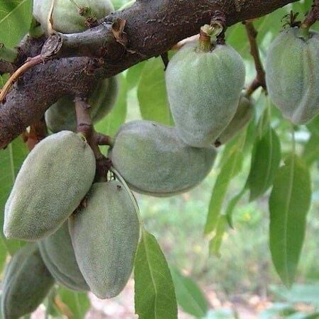 3 Yaş Aşılı Ferragnes Badem Fidanı, Torbalı