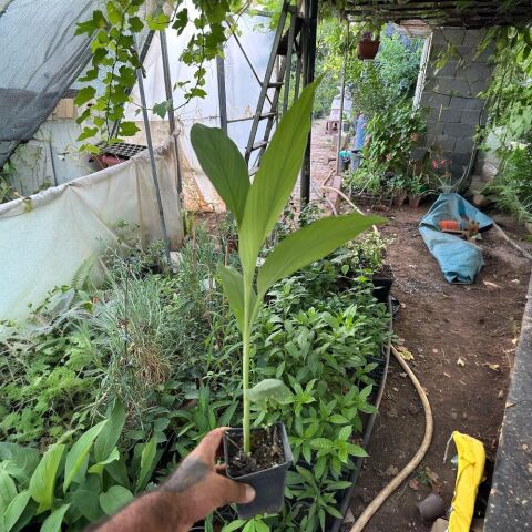 Saksılı Nadir Ürün Zerdeçal Fidanı