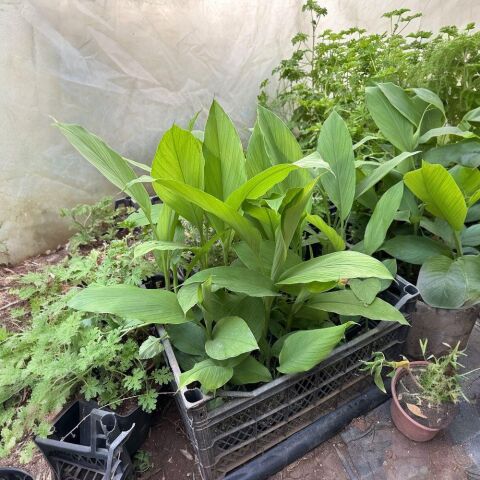 Saksılı Nadir Ürün Zerdeçal Fidanı