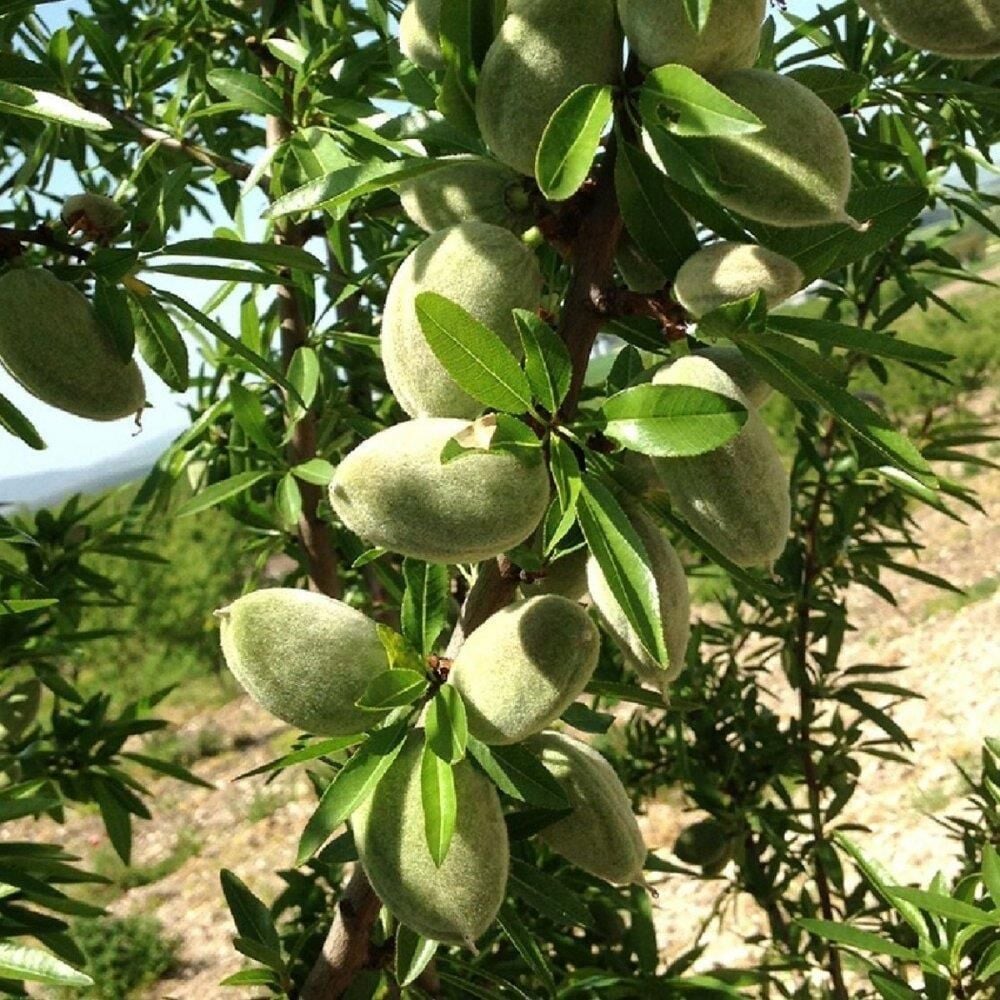 3 Yaş Aşılı Nonparelle Badem Fidanı, Torbalı