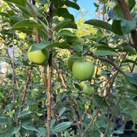 Meyve Verir Durumda Bodur Elma Fidanı