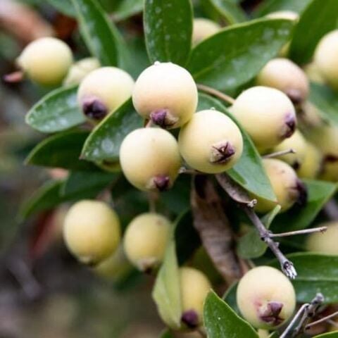Beyaz Yaban Mersini, Murt, Hambeles Fidanı Aşılı ve Tüplü