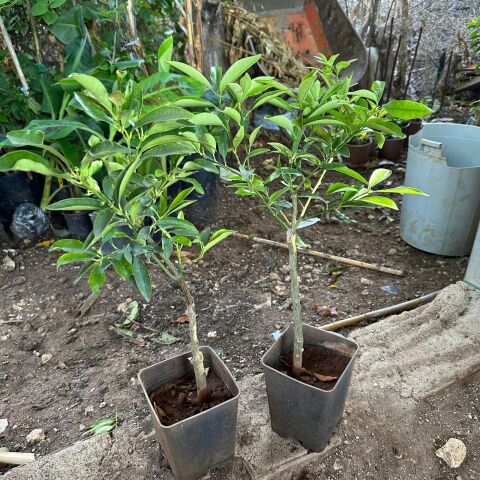 Saksıda Bodur Kamkat Fidanı (Tüplü)