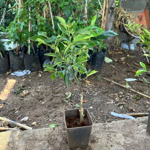 Saksıda Bodur Kamkat Fidanı (Tüplü)