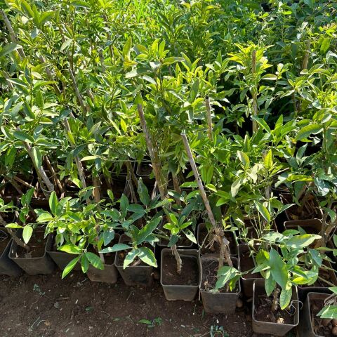 Saksıda Bodur Kamkat Fidanı (Tüplü)