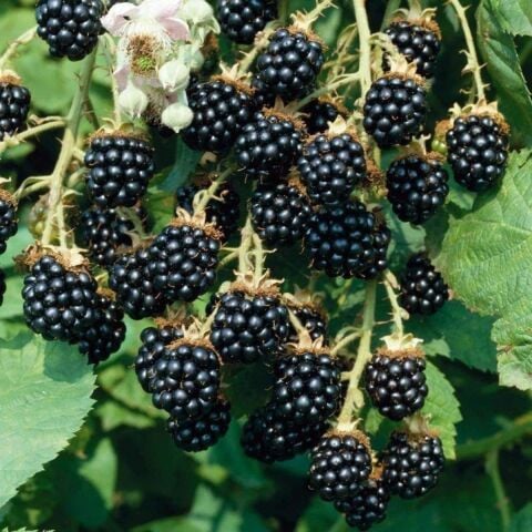 Jumbo İri Meyveli Dikensiz Tatlı Böğürtlen Fidanı