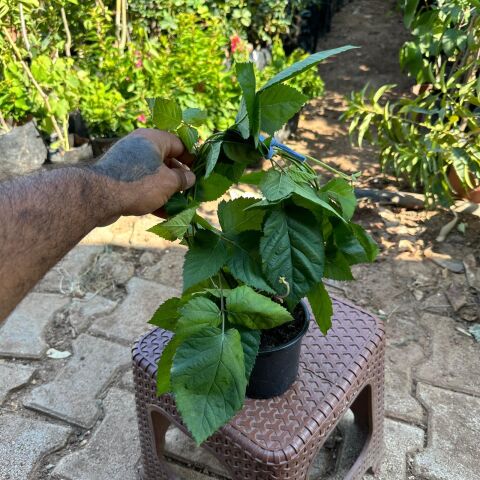 Jumbo İri Meyveli Dikensiz Tatlı Böğürtlen Fidanı