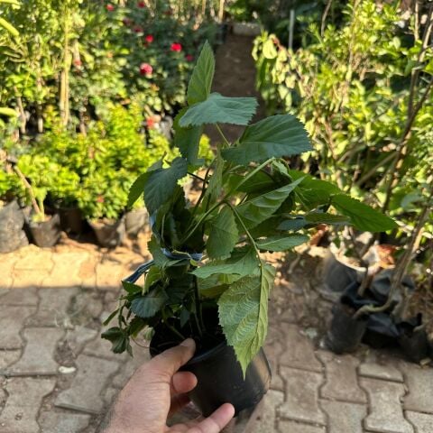 Jumbo İri Meyveli Dikensiz Tatlı Böğürtlen Fidanı