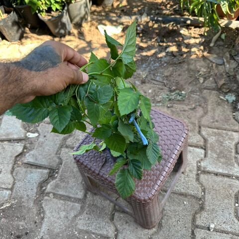 Jumbo İri Meyveli Dikensiz Tatlı Böğürtlen Fidanı