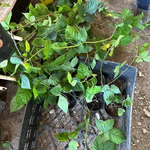 Jumbo İri Meyveli Dikensiz Tatlı Böğürtlen Fidanı