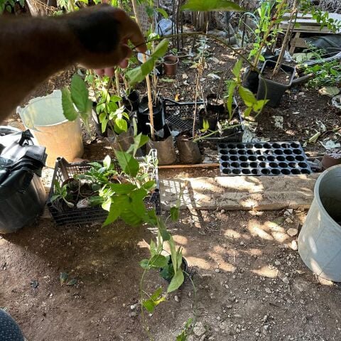 Jumbo İri Meyveli Dikensiz Tatlı Böğürtlen Fidanı