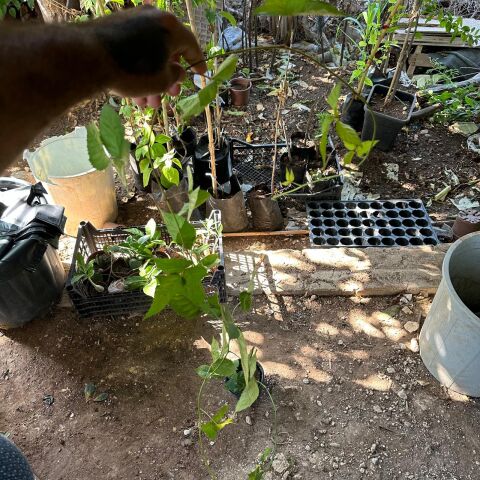 Jumbo İri Meyveli Dikensiz Tatlı Böğürtlen Fidanı