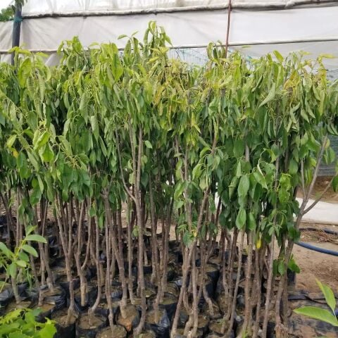 3 Yaş Aşılı Kiraz Fidanı EARLY BURLAT (Yarımca), Torbada