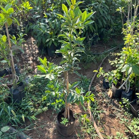 Meyve Verir Yaşta Tüplü Kamkat Fidanı (80-100 cm arası)