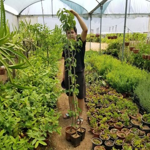 3 Yaş Aşılı Kiraz Fidanı EŞME, Torbada