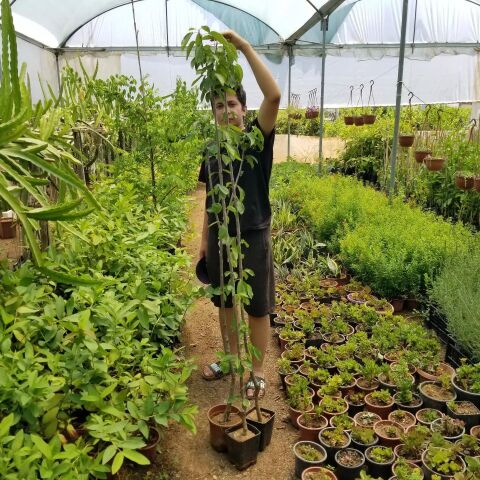 3 Yaş Aşılı Kiraz Fidanı EŞME, Torbada