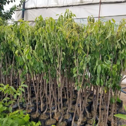 3 Yaş Aşılı Kiraz Fidanı EŞME, Torbada