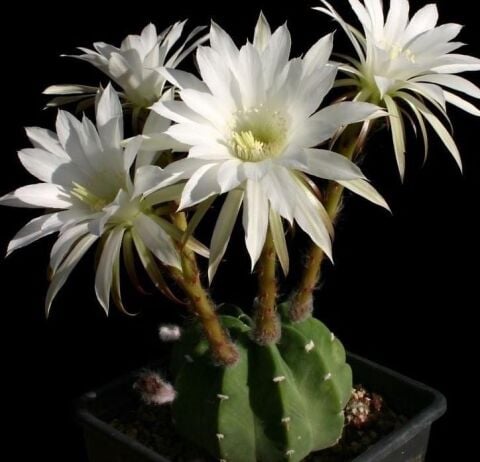 5.5 lik Saksıda Echinopsis Subdenudata (Paskalya Zambağı) Kaktüsü