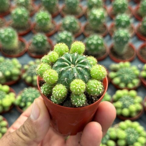 Bol Yavrulu, Çiçek Açan Tür, Matucana Polzii Kaktüsü (5.5cm Saksıda Gönderilir)