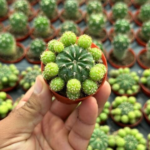 Bol Yavrulu, Çiçek Açan Tür, Matucana Polzii Kaktüsü (5.5cm Saksıda Gönderilir)