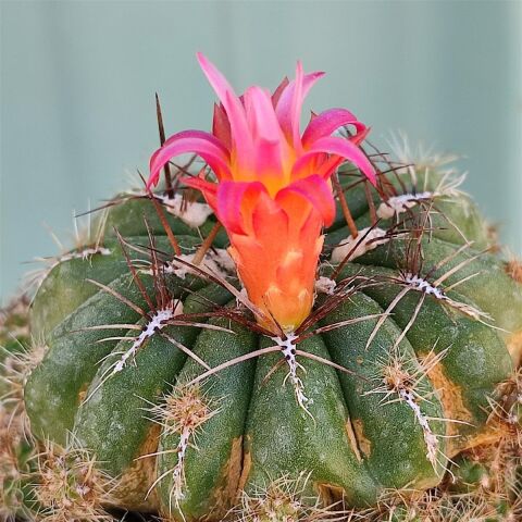 Bol Yavrulu, Çiçek Açan Tür, Matucana Polzii Kaktüsü (5.5cm Saksıda Gönderilir)