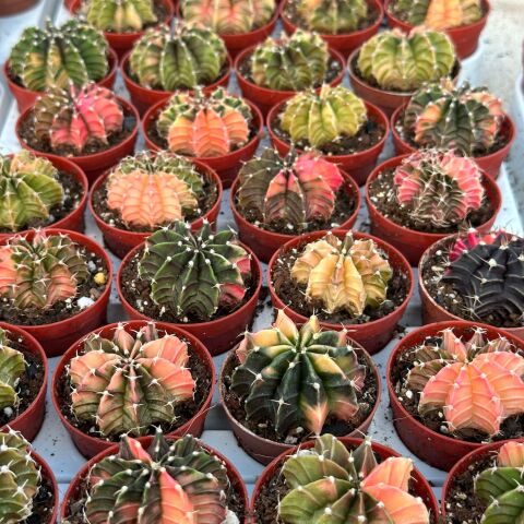 5.5 lik Saksıda Gymno Gymnocalycium M.variegata  Kaktüsü (Black Pearl)