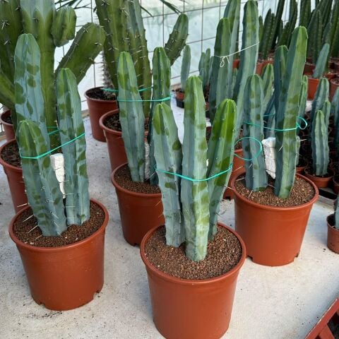 Özel Seri Büyük Boy Üçlü Dikim Sütun Kaktüsü (Myrtillocactus Geometrizans)