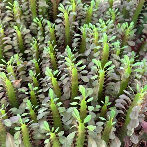 Özel Üretim Euphorbia Trigona Red - Afrika Süt Ağacı Kaktüsü(5.5lik saksıda, 20 cm ve üzeri boyda)