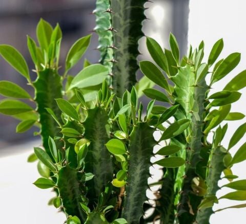 Özel Seri Euphorbia Trigona Green - Afrika Süt Ağacı Kaktüsü(5.5lik saksıda, 18 cm ve üzeri boyda)