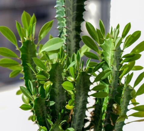 Özel Seri Euphorbia Trigona Green - Afrika Süt Ağacı Kaktüsü(5.5lik saksıda, 18 cm ve üzeri boyda)