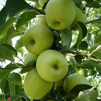 5 Yaş, Aşılı Elma Fidanı GOLDEN REİNDERS, Torbada