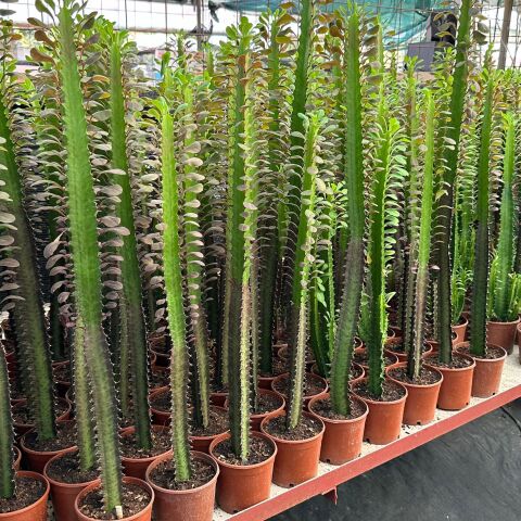 10.5lik Saksıda, 50 cm ve Üzeri Boyda Sınırlı Sayıda Euphorbia Trigona Red - Afrika Süt Ağacı Kaktüsü