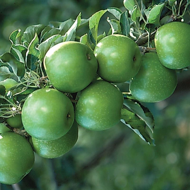 5 Yaş, Aşılı Elma Fidanı GRANNY SMITH, Torbada