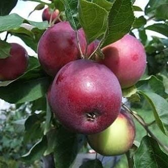 5 Yaş, Aşılı Elma Fidanı JERSEY MAC-YAZ ELMASI, Torbada