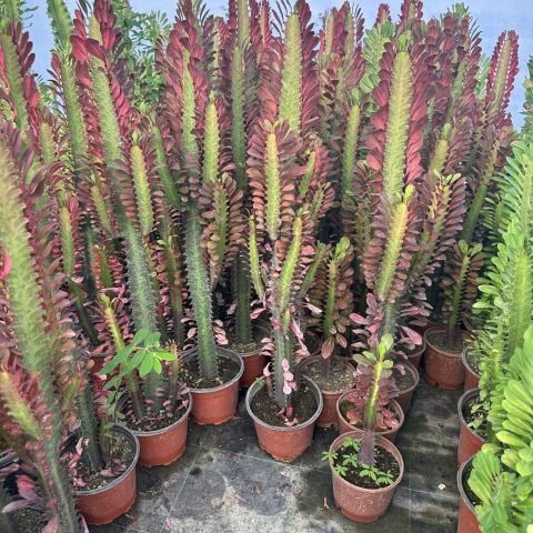 Bol Dallı Özel Seri Sınırlı Üretim Euphorbia Trigona Red - Afrika Kırmızı Süt Ağacı Kaktüsü
