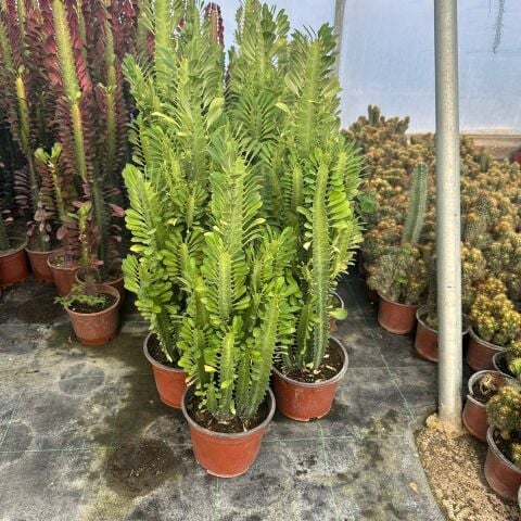 Büyük Boy Bol Dallı Euphorbia Trigona Green - Afrika Yeşil Süt Ağacı Kaktüsü