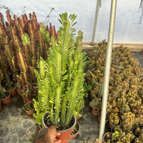 Büyük Boy Bol Dallı Euphorbia Trigona Green - Afrika Yeşil Süt Ağacı Kaktüsü
