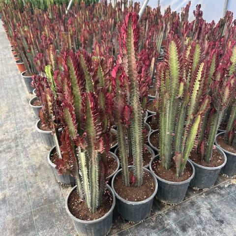 Büyük Boy Bol Dallı Euphorbia Trigona Red- Afrika Kırmızı Süt Ağacı Kaktüsü