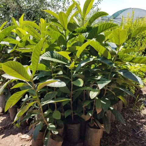 3 Yaş Çukurgöbek Yenidünya Malta Eriği Fidanı, Torbada