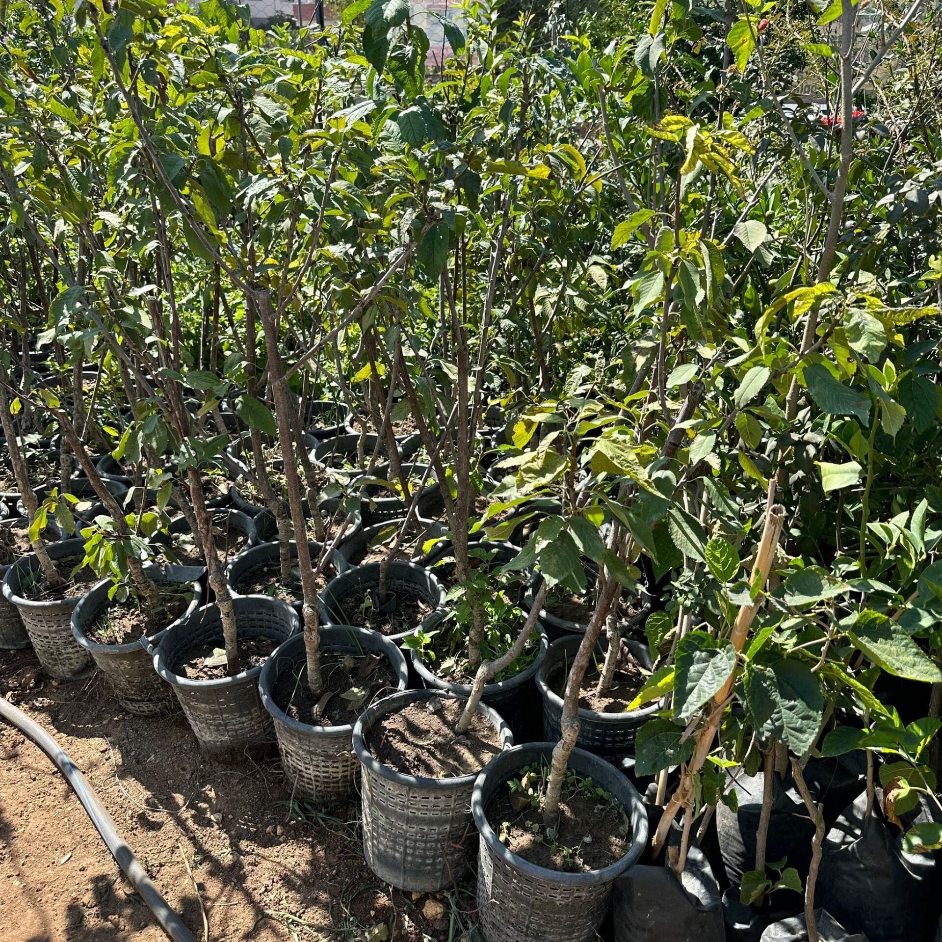 Napolyon Kirazı Fidanı (Meyve Verir Durumda)