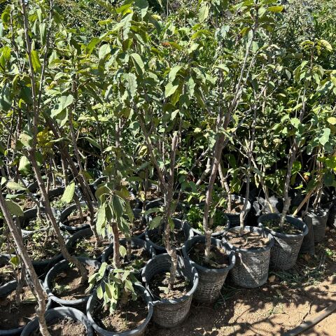 Napolyon Kirazı Fidanı (Meyve Verir Durumda)