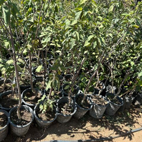 Napolyon Kirazı Fidanı (Meyve Verir Durumda)