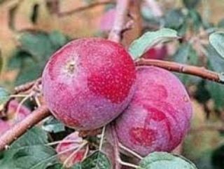 5 Yaş, Aşılı Elma Fidanı RED STAR, Torbada