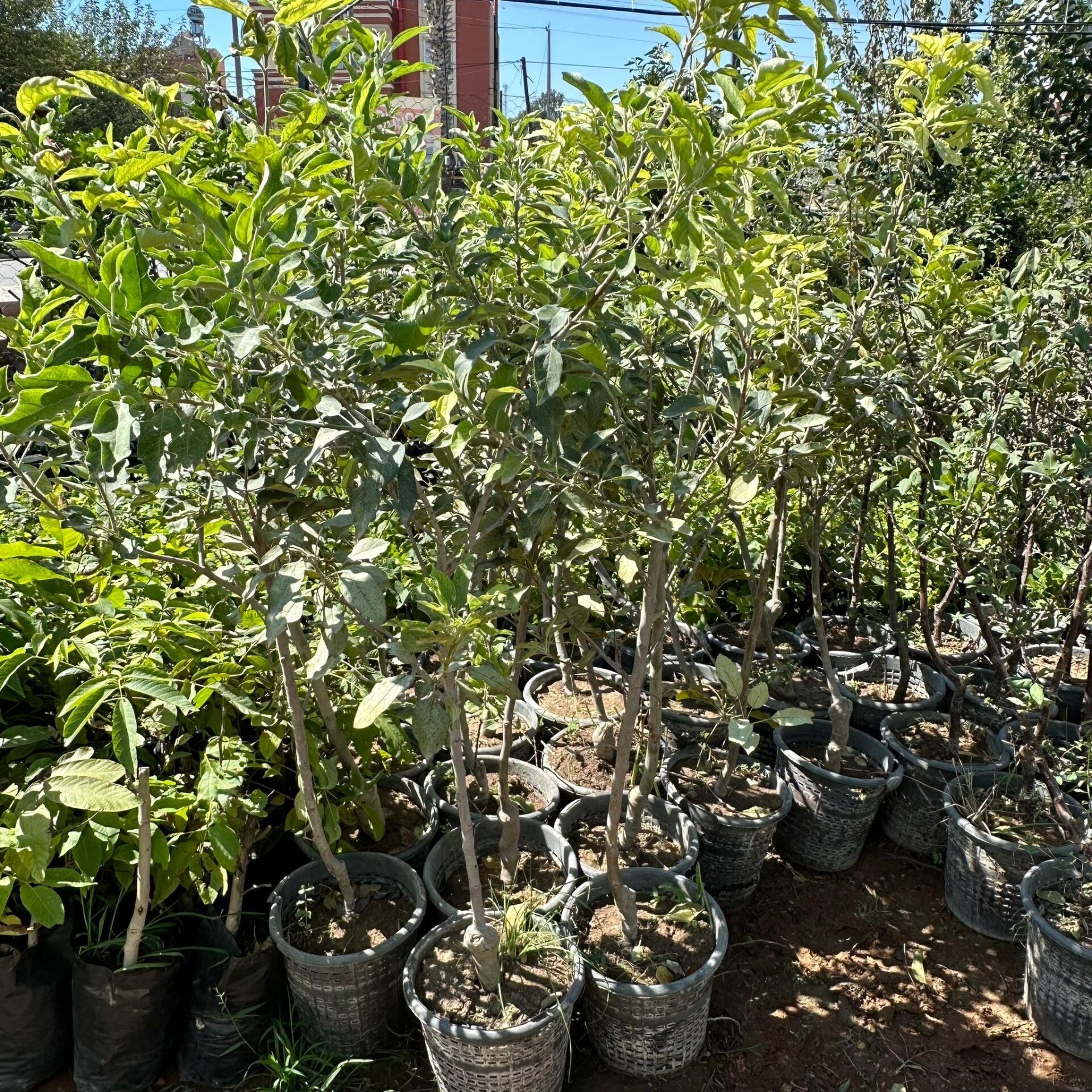 Meyve Verir Durumda Yediveren  Kırmızı Elma Fidanı