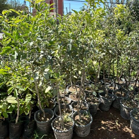 Meyve Verir Durumda Yediveren  Kırmızı Elma Fidanı