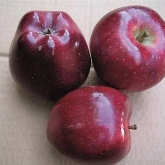 5 Yaş, Aşılı Elma Fidanı SCARLET SPUR, Torbada