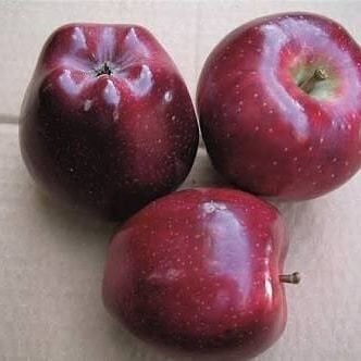 5 Yaş, Aşılı Elma Fidanı SCARLET SPUR, Torbada
